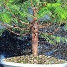 Heirloom Outdoor Bonsai Dawn Redwood 50 PCS Seeds