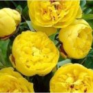 Heirloom Peony Yellow Series 5 PCS Seeds