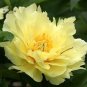 Heirloom Peony Yellow Series 5 PCS Seeds