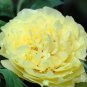 Heirloom Peony Yellow Series 5 PCS Seeds