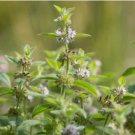 Heirloom Perfume Mint Mentha Arvensis Wild Mint Herbs 25 PCS Seeds