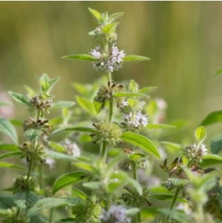 Heirloom Perfume Mint Mentha Arvensis Wild Mint Herbs 25 PCS Seeds