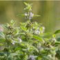 Heirloom Perfume Mint Mentha Arvensis Wild Mint Herbs 25 PCS Seeds