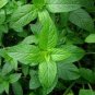Heirloom Perfume Mint Mentha Arvensis Wild Mint Herbs 25 PCS Seeds