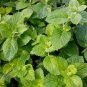 Heirloom Perfume Mint Mentha Arvensis Wild Mint Herbs 25 PCS Seeds