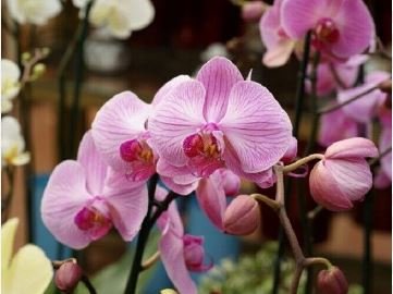 Heirloom Phalaenopsis Moth Orchid Perennial Bonsai 100 PCS Seeds