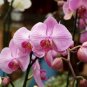 Heirloom Phalaenopsis Moth Orchid Perennial Bonsai 100 PCS Seeds