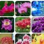 Heirloom Phalaenopsis Moth Orchid Perennial Bonsai 100 PCS Seeds