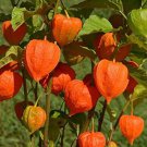 Heirloom Physalis alkekengi Yellow Chinese Lantern Bladder Cherry Big Fruit 250 PCS Seeds