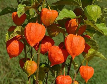 Heirloom Physalis alkekengi Yellow Chinese Lantern Bladder Cherry Big Fruit 250 PCS Seeds