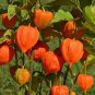 Heirloom Physalis alkekengi Yellow Chinese Lantern Bladder Cherry Big Fruit 250 PCS Seeds