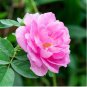 Heirloom Pink Damask Rose Bush Flower 50 PCS Seeds
