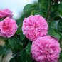 Heirloom Pink Damask Rose Bush Flower 50 PCS Seeds