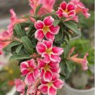 Heirloom Pink Desert Rose Adenium 2 PCS Seeds