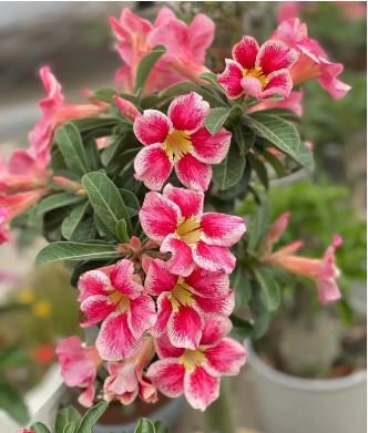 Heirloom Pink Desert Rose Adenium 2 PCS Seeds