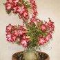 Heirloom Pink Desert Rose Adenium 2 PCS Seeds