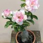 Heirloom Pink Desert Rose Adenium 2 PCS Seeds