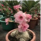Heirloom Pink Desert Rose Adenium with Yellow Eye 2 PCS Seeds
