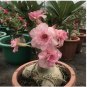Heirloom Pink Desert Rose Adenium with Yellow Eye 2 PCS Seeds