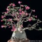 Heirloom Pink Desert Rose Adenium with Yellow Eye 2 PCS Seeds