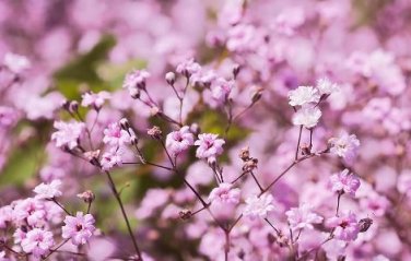 Heirloom Pink Gypsophila Baby's-breath Cut Flower 60 PCS Seeds