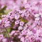 Heirloom Pink Gypsophila Baby's-breath Cut Flower 60 PCS Seeds