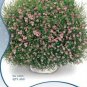 Heirloom Pink Gypsophila Baby's-breath Cut Flower 60 PCS Seeds