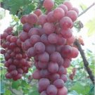 Heirloom Pink Hongti Grape Organic 15 PCS Seeds