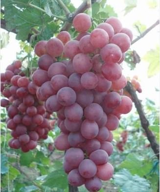 Heirloom Pink Hongti Grape Organic 15 PCS Seeds