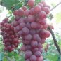 Heirloom Pink Hongti Grape Organic 15 PCS Seeds