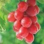 Heirloom Pink Hongti Grape Organic 15 PCS Seeds