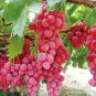Heirloom Pink Hongti Grape Organic 15 PCS Seeds