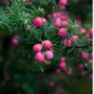 Heirloom Pink Mountain Berry Sweet Lemon Flavoured Berry 40 PCS Seeds