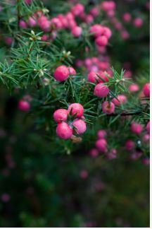 Heirloom Pink Mountain Berry Sweet Lemon Flavoured Berry 40 PCS Seeds