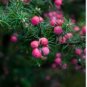 Heirloom Pink Mountain Berry Sweet Lemon Flavoured Berry 40 PCS Seeds