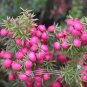 Heirloom Pink Mountain Berry Sweet Lemon Flavoured Berry 40 PCS Seeds