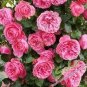 Heirloom Pink Rose Bush Flower 50 PCS Seeds