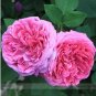 Heirloom Pink Rose Bush Flower 50 PCS Seeds