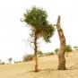 Heirloom Populus Euphratica 50 PCS Seeds