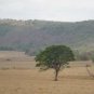 Heirloom Populus Euphratica 50 PCS Seeds