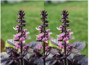 Heirloom Purple Basil (Ocimum Basilicum) 20 PCS Seeds
