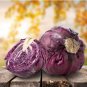 Heirloom Purple Cabbage Organic Vegetables 30 PCS Seeds
