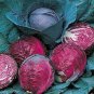 Heirloom Purple Cabbage Organic Vegetables 30 PCS Seeds