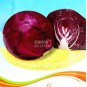 Heirloom Purple Cabbage Organic Vegetables 30 PCS Seeds