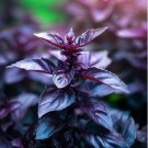 Heirloom Purple Basil (Ocimum Basilicum) 20 PCS Seeds Heirloom Purple Basil (Ocimum Basilicum) 20 PCS Seeds