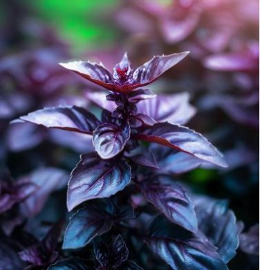 Heirloom Purple Basil (Ocimum Basilicum) 20 PCS Seeds