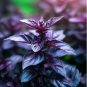 Heirloom Purple Basil (Ocimum Basilicum) 20 PCS Seeds