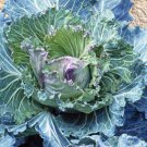 Heirloom Purple Cabbage Organic Vegetables 30 PCS Seeds Heirloom Purple Cabbage Organic Vegetables 30 PCS Seeds