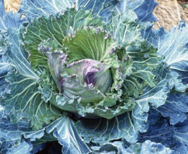 Heirloom Purple Cabbage Organic Vegetables 30 PCS Seeds