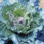 Heirloom Purple Cabbage Organic Vegetables 30 PCS Seeds